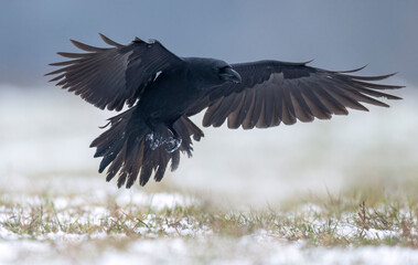 Raven bird ( Corvus corax ) in flight