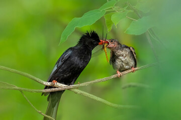 The black bulbul (Hypsipetes leucocephalus), also known as the Himalayan black bulbul or Asian black bulbul, is a member of the bulbul family of passerine birds.
