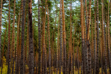 Trunks of trees in a dense forest.
