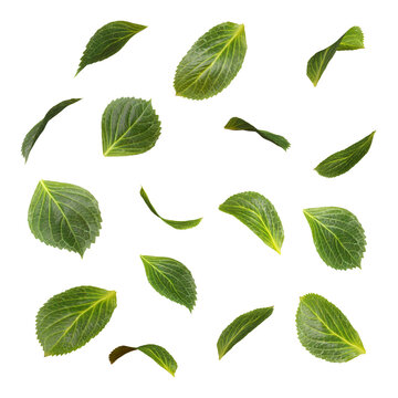 Cut out green leaves motion falling movement 3d rendering png file