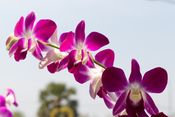 purple orchid, beautiful of flower with blue sky in the morning, , colorful flowers
