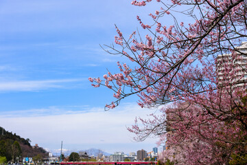 春　仙台市内
