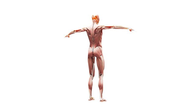 Human anatomy showing only female muscle parts. 360 degree rotating loop female muscle 3d model with alpha channel. 