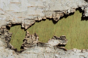 Birch bark is the natural background of the tree. Spotted pattern