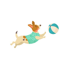 Funny comic jack russell terrier dog playing with ball illustration. Portrait of cute puppy cartoon character playing isolated on white background. Summer, vacation, pets concept