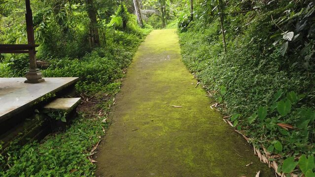 Path in The Forest, Green Moss Walkway in Lush Green Asian Jungle Forest, Bali, Indonesia, Goa Garba Temple Entrance
