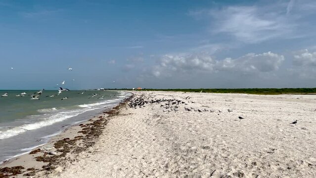 shot of birds looking for food on the seashore in yucatan