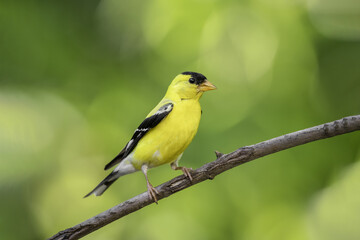 Colorful yellow male American goldfinch (spinus tristis) in summer plumage, feasting on seeds of wild sunflowers