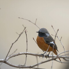 daurian redstart on a branch