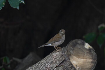 pale thrush in a forest