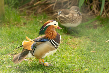  Mandarinente (Aix galericulata)