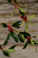 red berries on a branch