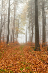 Wald im Herbst