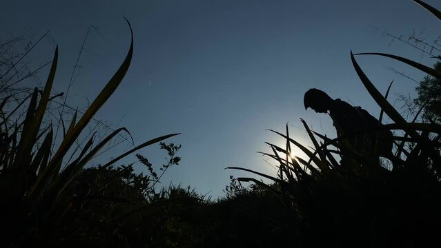 silhouetted traveler man wondering through high vegetation in hilly jungle. Low angle contrast view