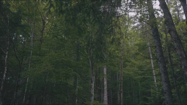 forest in the morning