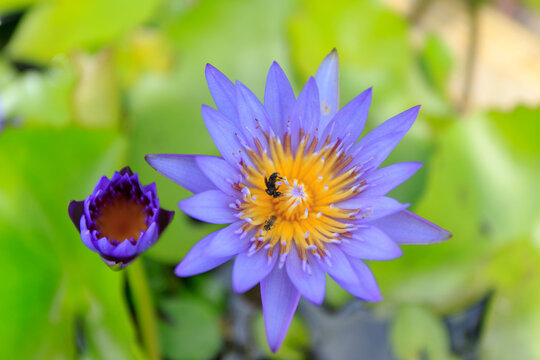 Beautiful purple water lily or lotus flower in pond. Royalty high quality free stock footage of a purple lotus flower. background is the lotus leaf in a lotus pond.