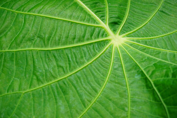 Stock Photo with abstract object suitable for background