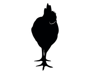 Vector chicken silhouette isolated on white background