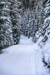 Bosco innevato e montagne