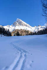Montagne Dolomiti e bosco