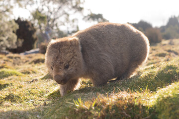 Wombat walking in the grass