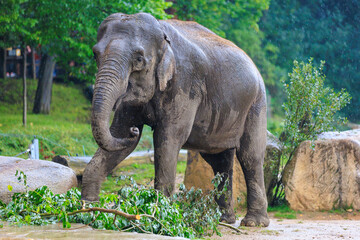 The elephant during the rain. Background with selective focus and copy space
