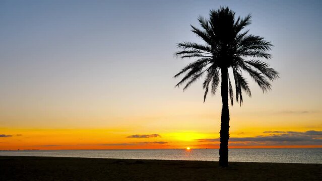 Palm tree on the beach at sunset