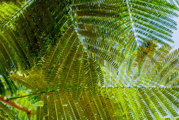 Acacia tree leaves against blue sky on the sun, close up, background.