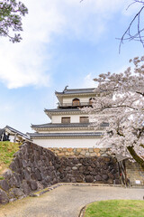 Naklejka premium 白石城と桜 
