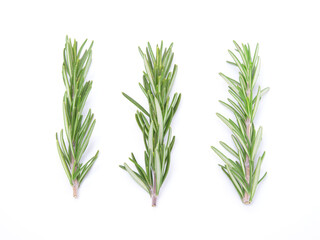 Rosemary isolated on white background. close up