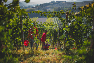 vendemmia Barolo