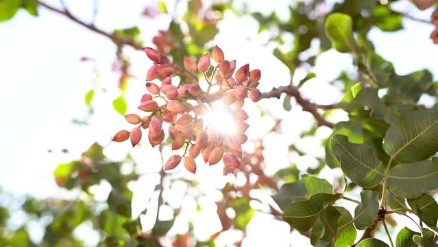 Gaziantep pistachio. Unripe Gaziantep pistachio on the tree