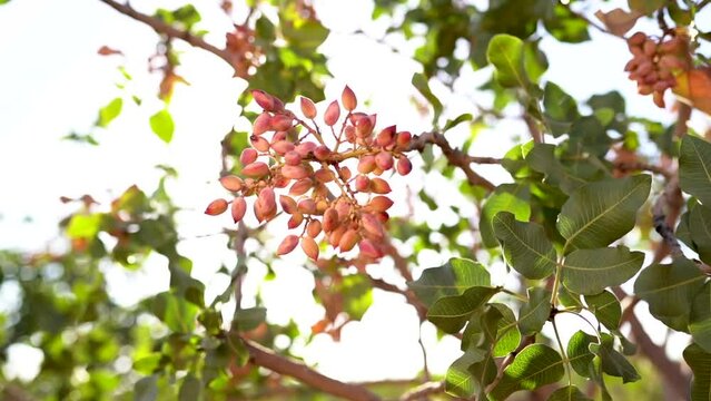 Gaziantep pistachio. Unripe Gaziantep pistachio on the tree