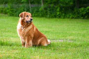 Dog foto Golden Retriver portrait 