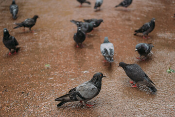 a lot of pigeons walk on the ground