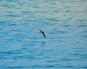 Heron flying by very close to the water in the sea