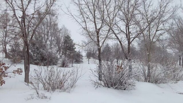 Scenic Trees in Winter Snow