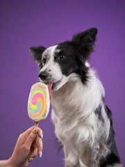funny dog on a colored background. Happy border collie licking ice cream. pet portrait