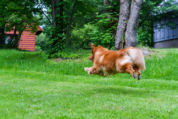 Dog foto Golden Retriver portrait 