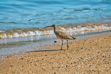 bird walking on the sand on the beach