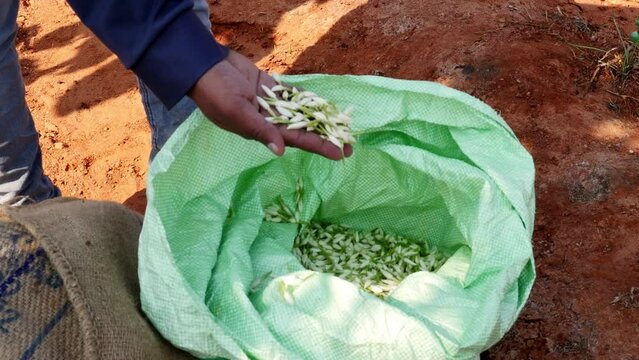 Closeup of harvested jasmine flowers packed in a gunnysack