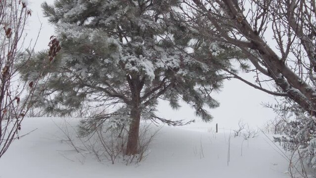 Pine Tree Close in Winter Snow
