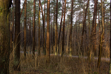 Spring forest landscape after the snow melts.