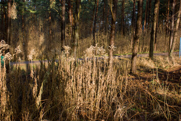 Spring forest landscape after the snow melts.