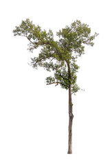Obraz premium Isolated single tree greenery botanical