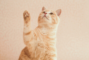 Charming ginger cat begging for treat, does trick. Cute cat raising paw up, pink background