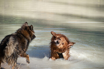 Dogs love, Golden Retriever