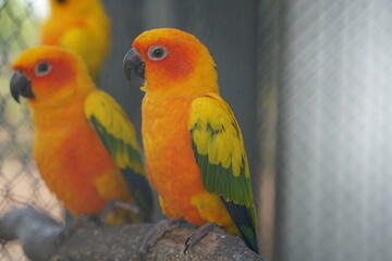 Fototapeta na wymiar Colorful parrots in the park