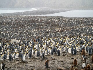 huge numbers of penguins