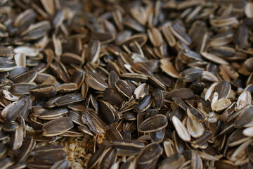 sunflower seeds background that parrots eat